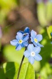 Blue Forget-Me-Not Seeds ~ Myosotis Sylvatica ~ Garden ~ Grow Your Own ~ Spring Flowers ~ Instead of Flowers