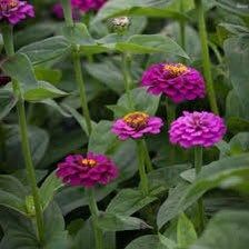 Zinnia Elegans Lilliput Purple Seeds ~ Flowers ~ Butterflies Love ~ Non-GMO Seeds ~ Cool Flowers ~ Bouquets ~ Pretty Flowers ~ Unique