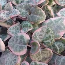 Variegated Ceropegia Woodii Seeds ~ Variegated String of Heart ~ Succulents ~ Plants ~ Garden ~ Grow Your Own ~ Spring Flowers