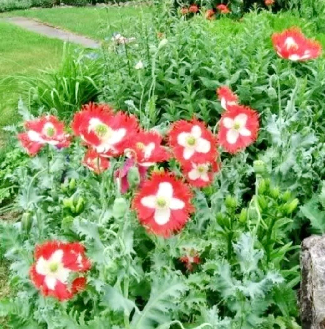 Poppy DANISH FLAG Somniferum ~ Rare Striking Fringed Flowers Seeds ~ Cool Flowers ~ Rare ~ Heirloom