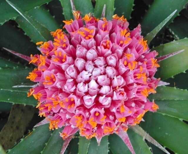 Rare Exotic Pink Chilean Bromeliad Seeds ~ Ochagavia Carnea ~ Tropical ~ Bouquet ~ Fresh Flowers