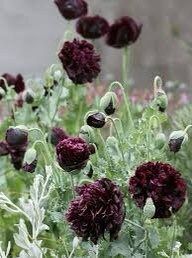 Papaver Paeoniflorum ‘Black Peony’ Poppy Seeds ~ Mixed Colors Flowers ~ Cool Flowers ~ Rare ~ Heirloom Seeds