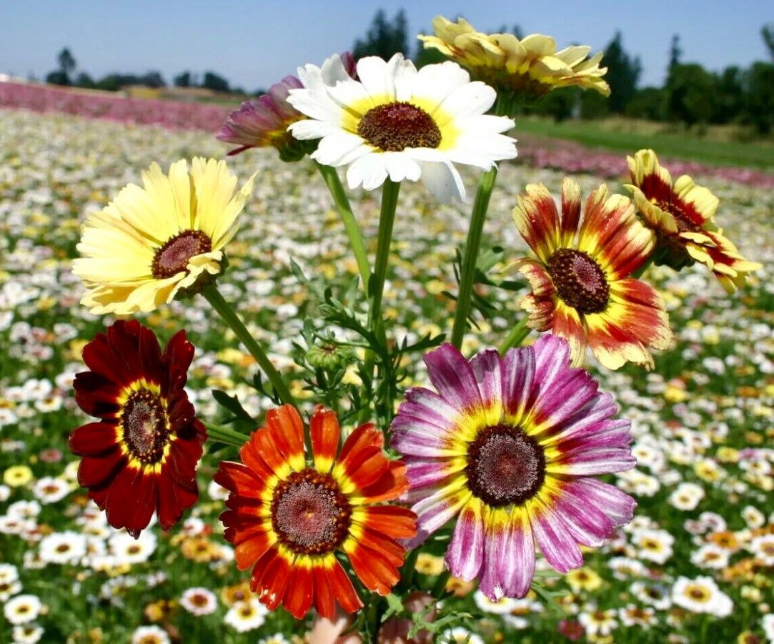 Mix Painted Daisy Seeds ~ Tanacetum Coccineum ~ Chrysanthemum Coccineum ~ Bouquets ~ Spring ~ Gardeners ~ Flowers