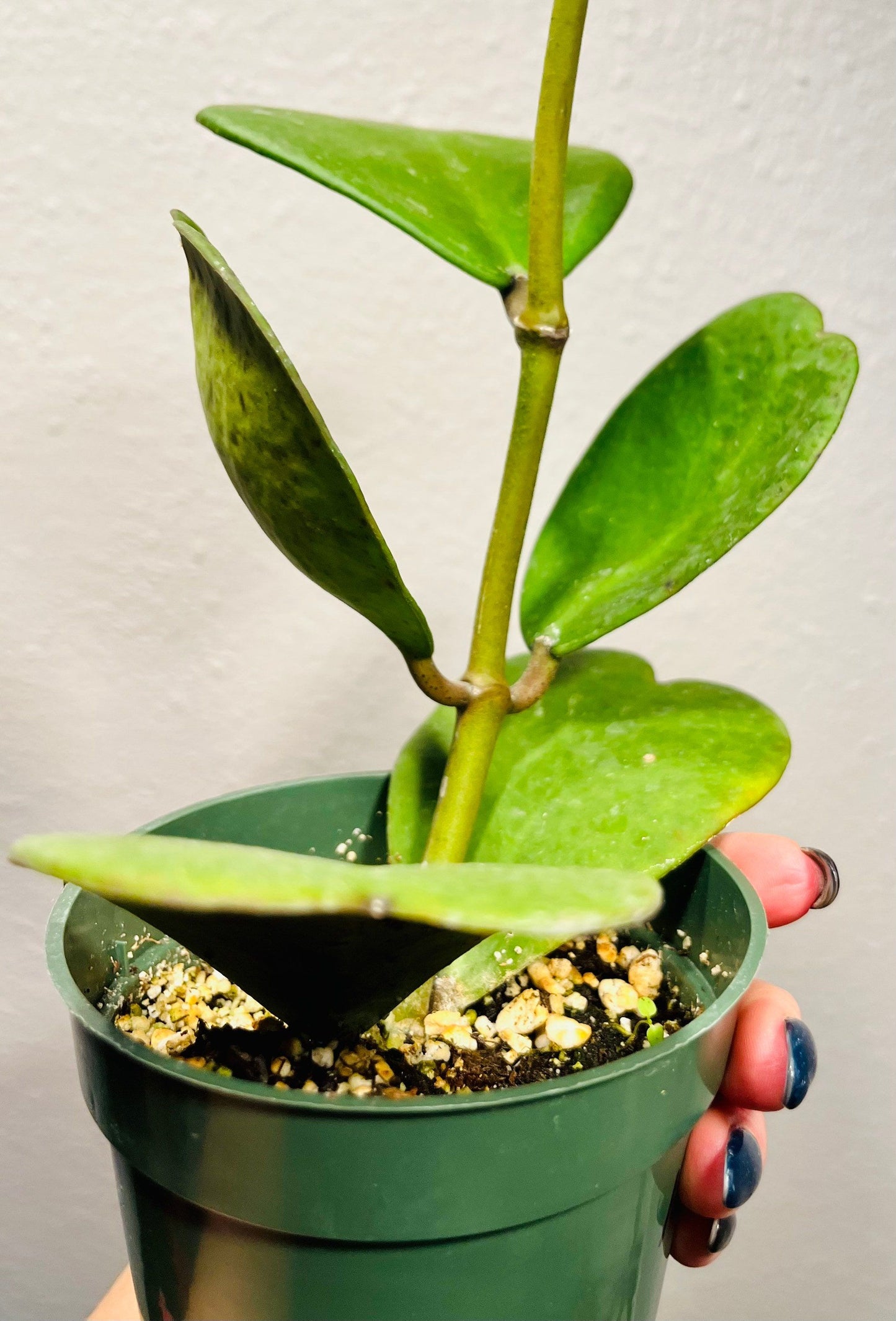Hoya Kerrii ~ Hoya Hearts ~ Hoya ~ Sweetheart Hoya ~ Heart-Shaped Hoya ~ Wax Heart Plant ~ Love Heart Plant ~ Lucky Hearts Plant