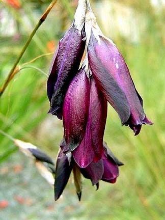 Blackbird Angel’s Fishing Rod ~ Dierama ~ Plants ~ Garden ~ Grow Your Own ~ Spring Flowers ~ Instead of Flowers ~ Bouquets