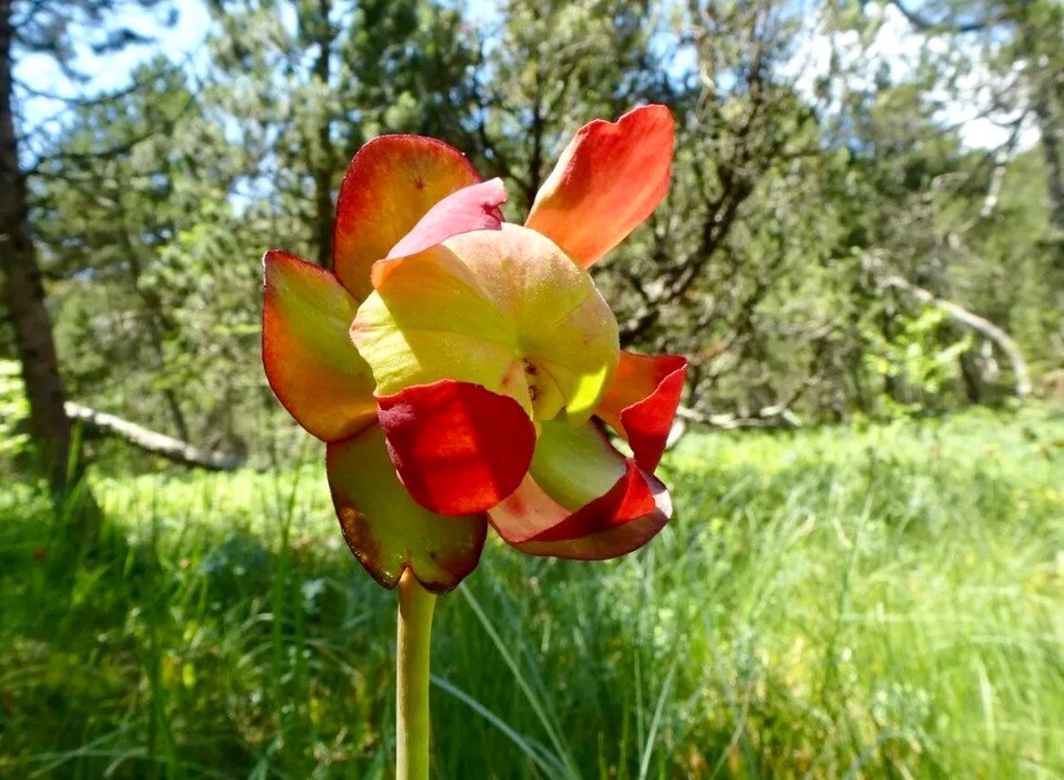 Rare Sarracenia Purpurea Seeds ~ Purple Pitcher ~ Perennial ~ Carnivorous Plants ~ Exotic Plants ~ Usual Plants