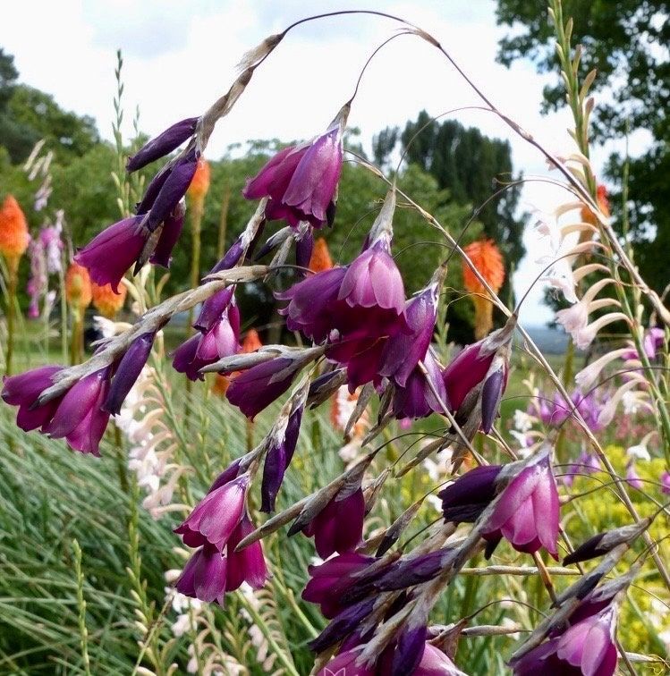 angel's fishing rod plant from seed Blackbird Angel’s Fishing Rod ~ Dierama ~ Plants ~ Garden ~ Grow Your Own ~ Spring Flowers ~ Instead of Flowers ~ Bouquets