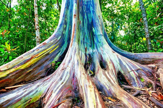 Rainbow Eucalyptus Seeds ~ E. Deglupta ~ Gum Tree Seeds