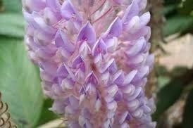 Uraria Crinita ~ Asian Foxtail ~ Exotic ~ Pretty Flowers ~ Green Thumb ~ Flowers