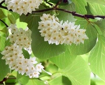 White Japanese Snowbell Seeds ~ Styrax Japonicus ~ Grow Your Own ~ Spring ~ Houseplants ~ Bonsai ~ Beautiful Flowers