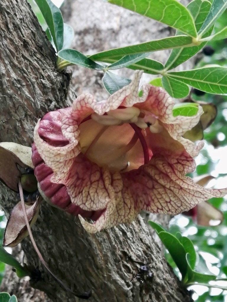 Mexican Calabash Tree Seeds ~ Crescentia Alata ~ Garden ~ Grow Your Own ~ Spring Flowers ~ Instead of Flowers ~ Unique