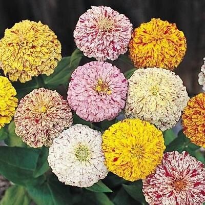 Zinnia “Peppermint Stick” Seeds ~ Holiday ~ Plants ~ Garden ~ Grow Your Own ~