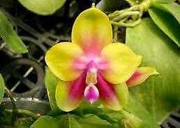 Phalaenopsis K S Happy Eagle Orchid Seeds ~ Bird Lovers ~ Usual Flowers ~ Exotic