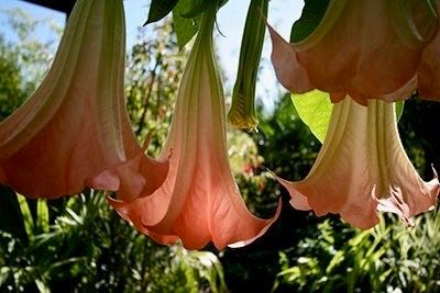 Frosty Pink Angel’s Trumpet Vine Seeds ~ Peach ~Brugmansia Sanguinea ~ Trumpet Creeper ~ Fresh Seeds ~ Bloom ~ Flowers ~ Fragrance ~ Pretty