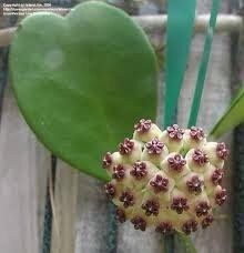 Hoya Kerrii ~ Hoya Hearts ~ Hoya ~ Sweetheart Hoya ~ Heart-Shaped Hoya ~ Wax Heart Plant ~ Love Heart Plant ~ Lucky Hearts Plant