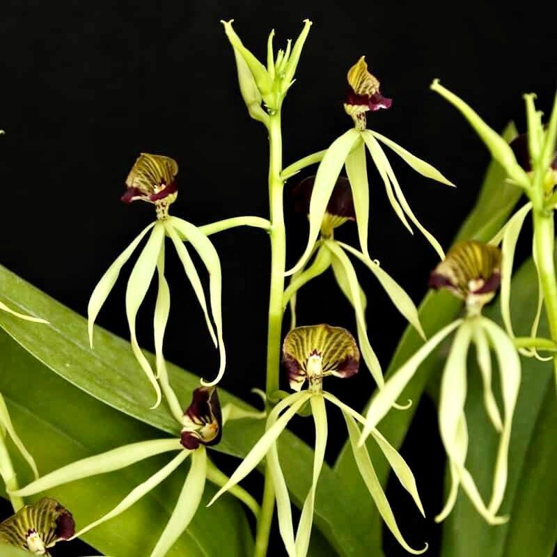 The Clamshell Orchid ~ Prosthechea Cochleata ~ Cockleshell Orchid ~ Beautiful Flowers