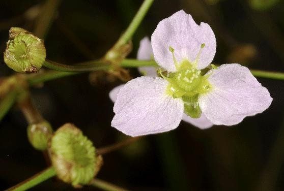 Alisma Plantago-Aquatica Seeds ~ Plants ~ Garden ~ Grow Your Own ~ Spring Flowers ~ Instead of Flowers