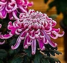 Japanese Pink Chrysanthemum Seeds ~ Cool Flowers ~ Rare ~ Heirloom ~ Beautiful