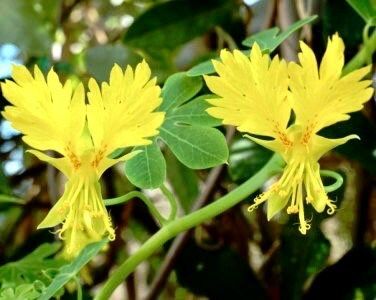 Yellow Canary Bird Vine Seeds ~ Tropaeolum Peregrinum ~ Canary Creeper ~ Canary Bird Flower ~ Edible Flowers ~ Bird Lovers ~ Exotic ~ Unique