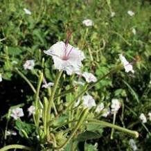 Mirabilis Longiflora ‘Fairy Trumpets’ Seeds ~ Sweet Four-o’clock ~ Fragrance ~ Fragrant Flowers