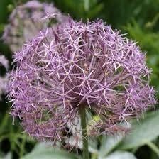 Allium Cristophii Seeds ~ Star of Persia ~ Plants ~ Garden ~ Grow Your Own ~ Spring Flowers ~ Instead of Flowers ~ Presents