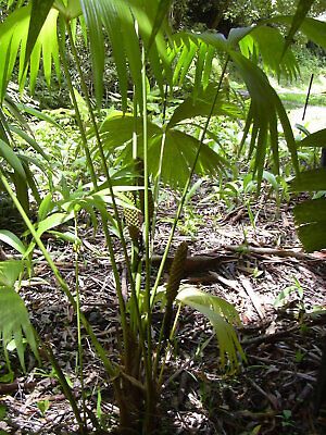 Carludovica Palmata Seeds ~ Toquilla Palm ~ Jipijapa Palm ~ Jungle Drum ~ Panama