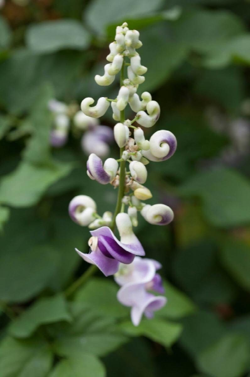 Snail Vine Seeds ~ Vigna Caracalla ~ Fragrant ~ Garden ~ Exotic ~ Unique ~ Tropical