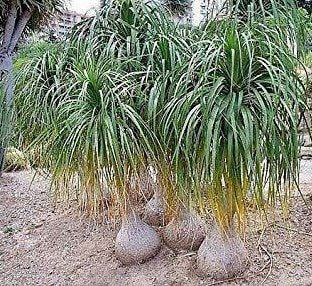 Elephant’s Foot Seeds ~ Beaucarnea Stricta ~ Estrellas ~ Bottle Palm ~ Plants ~ Garden ~ Tropical ~ Unique Plants