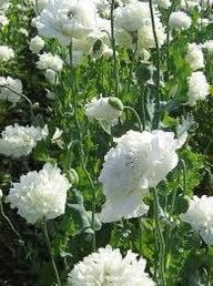 Cream Peony Poppies ~ Papaver Paeoniflorum  ~ Cool Flowers ~ Rare ~ Heirloom