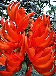 Rare Red Jade Vine Seeds ~ Mucuna Benettii ~ Mucuna Bennettii ~ Mucuna Warburgii