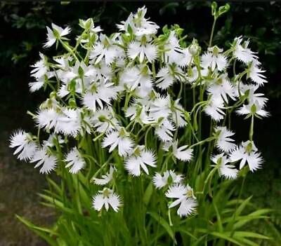 Fringed Orchid Seeds ~ Habenaria Radiata ~ Crane Orchid ~ Pecteilis Radiata ~