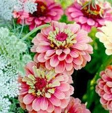 Zinnia “Queen Lime Red” Seeds ~ Flowers ~ Butterflies Love ~ Non-GMO Seeds ~ Cool Flowers ~ Rare