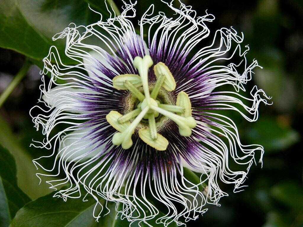 Purple Granadilla Seeds ~ Passionfruit ~ Maypop ~ Passionflower ~ True Passionflower ~ Wild Apricot ~ Wild Passion Vine