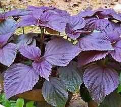 Purple Shiso Seeds ~ Perilla Frutescens ~ Japanese Basil ~ Zi Su ~ Garnish ~ Purple Basil ~ Red Mint