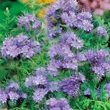 Phacelia Lacy Tanacetifolia Seeds ~ Facelia Garden ~ Wildflowers ~ Pretty Flowers ~ Garden ~ Gardening