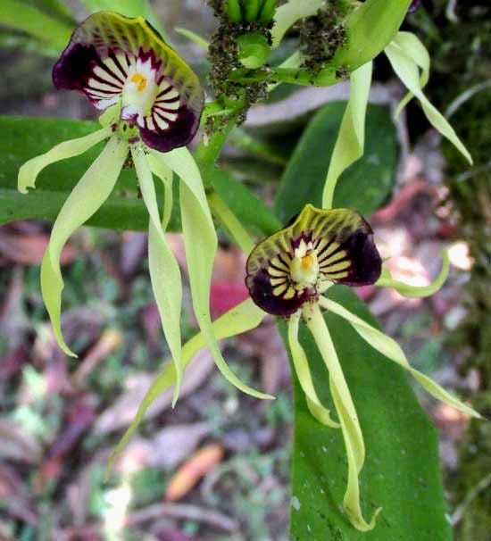 The Clamshell Orchid ~ Prosthechea Cochleata ~ Cockleshell Orchid ~ Beautiful Flowers