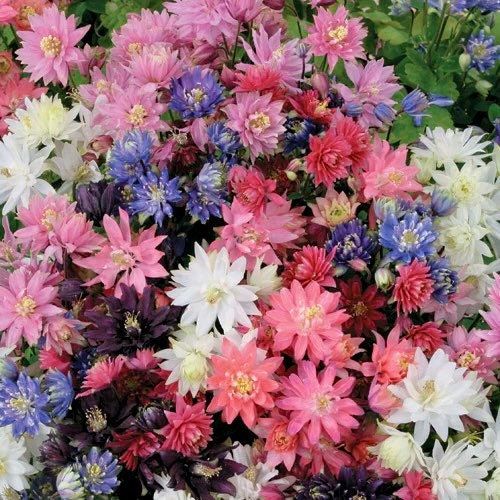 Tall Double Mix Columbine Seeds~ Flower ~ Perennial Flowers ~ Blooms ~ Grow Your Own ~ Spring Flowers ~ Instead of Flowers ~ Spring