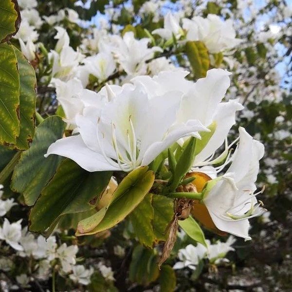 White Orchid Tree Seeds ~ Bauhinia Purpurea ~ Alba ~ Usual Flowers ~ Exotic Flower ~ Fragrant Flowers