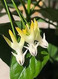 Rocket Hoya Seeds ~ Shooting Stars ~ Exotic Flowers ~ Unique Plants ~ Hoyas ~