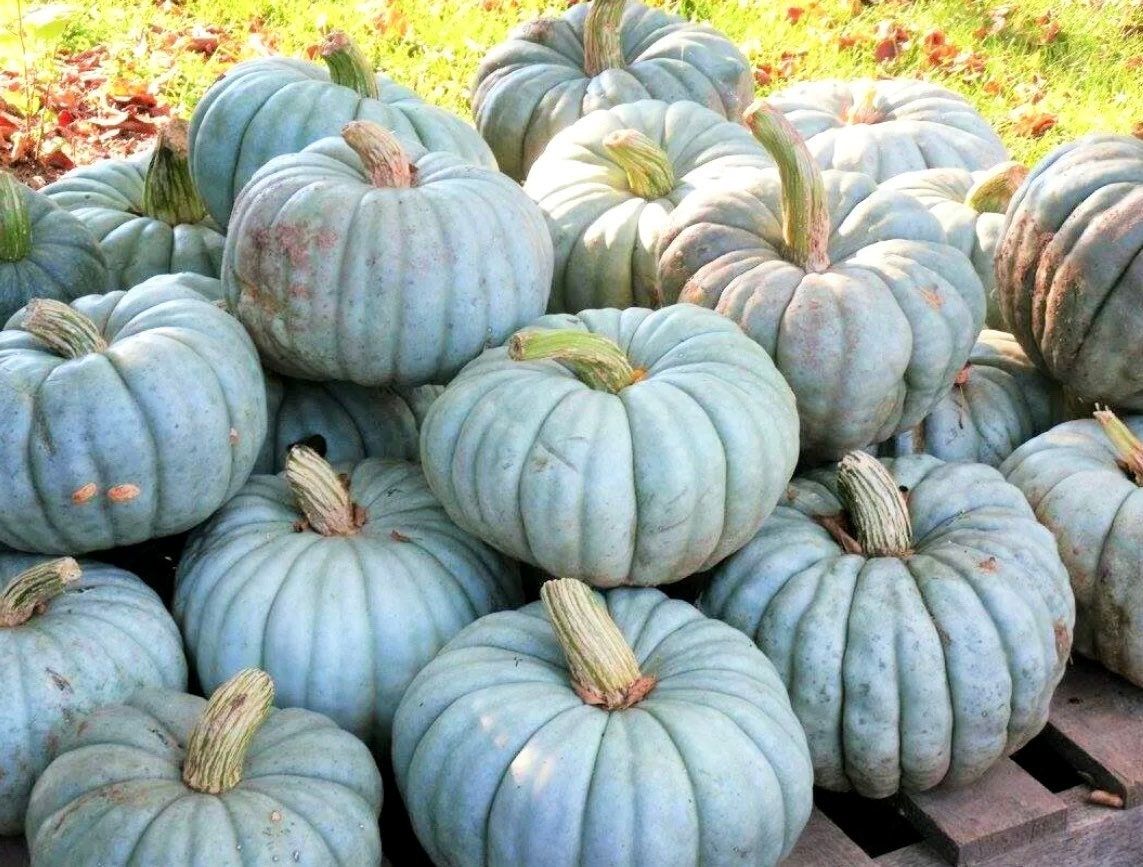 Jarrahdale Blue Pumpkin Seeds ~ Jarradale Queensland ~ Fairytales ~ Cinderella ~ Autumn