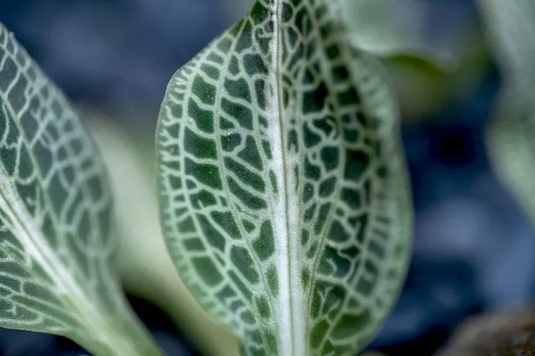 Goodyera Pubescens Seeds ~ The Downy Rattlesnake Plantain ~ Orchids ~ Usual Flowers ~ Exotic Flower