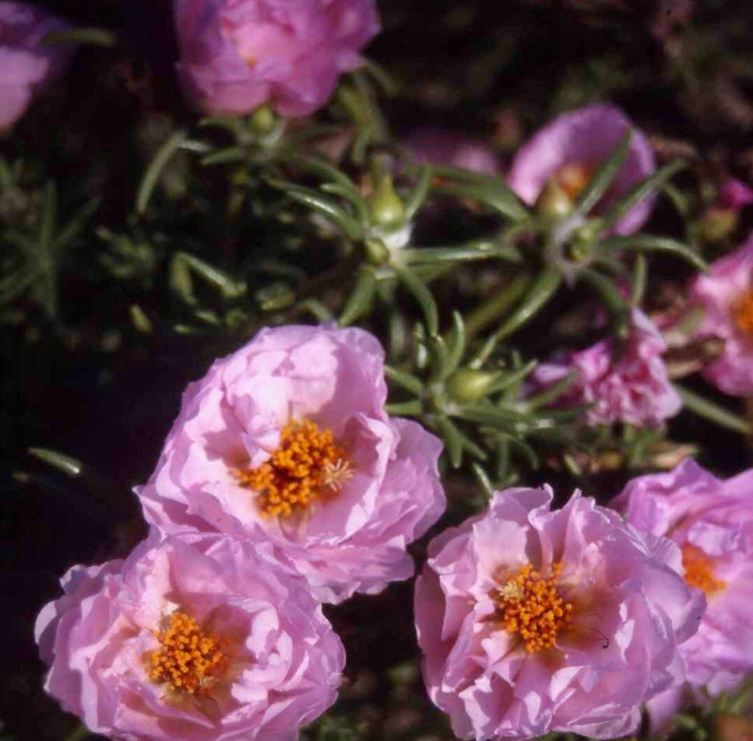 Moss Rose Seeds ~ Rose Purslane Double Flower Seeds ~ Plants ~ Garden ~ Grow Your Own ~ Spring Flowers