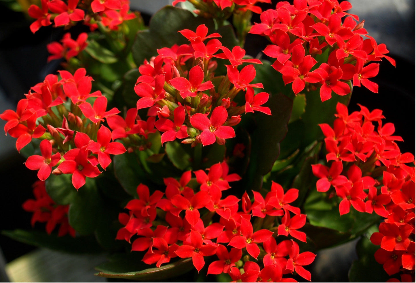 Flowering Kalanchoe Mix Seeds ~ Exotic ~ Cactus ~ Flower ~ Succulents ~ Succulent ~ Easy Care