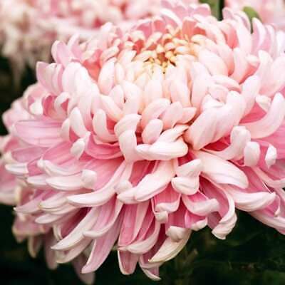 Japanese Pink Chrysanthemum Seeds ~ Cool Flowers ~ Rare ~ Heirloom ~ Beautiful