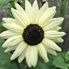 Italian White Sunflower Seeds ~ Helianthus Annuus ~ Pretty Flowers ~ Garden ~ Fall ~ Heirloom Seeds ~ Autumn