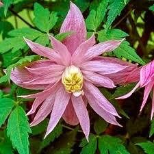 Mixed Clematis Double Large Flower Seeds ~ Macropetala ~  Fragrance Flowers ~ Garden ~ Grow Your Own ~ Spring Flowers ~ Instead of Flowers