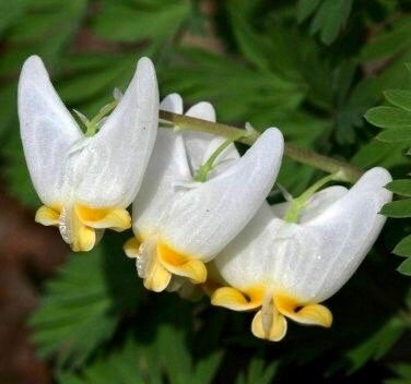 Dutchman's Breeches Seeds ~ Dicentra Cucullaria ~ Plants ~ Garden ~ Grow Your Own ~ Spring Flowers ~ Instead of Flowers ~ Presents