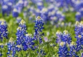 Texas Bluebonnet Seeds ~ Cool Flowers ~ Rare ~ Heirloom Seeds ~ Garden ~ Green Thumb ~ Blue Flowers ~ Plant ~ Flowers ~ Planting ~ Pretty