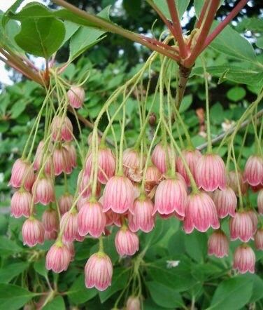 Japanese Furin Seeds ~ Tsutsuji Enkianthus Campanulatus ~ Bell ~ Grow Your Own ~ Spring ~ Houseplants ~ Gift Ideas ~ Beautiful Flowers