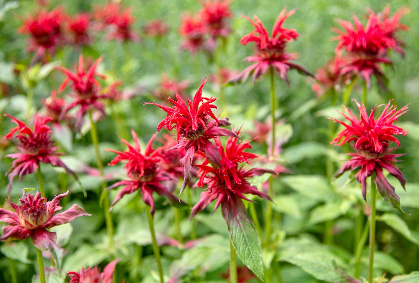 Scarlet Bee Balm Seeds ~ Monarda Didyma ~ Bees ~ Spring Time ~ Grow Your Own ~ Spring ~ Flowers